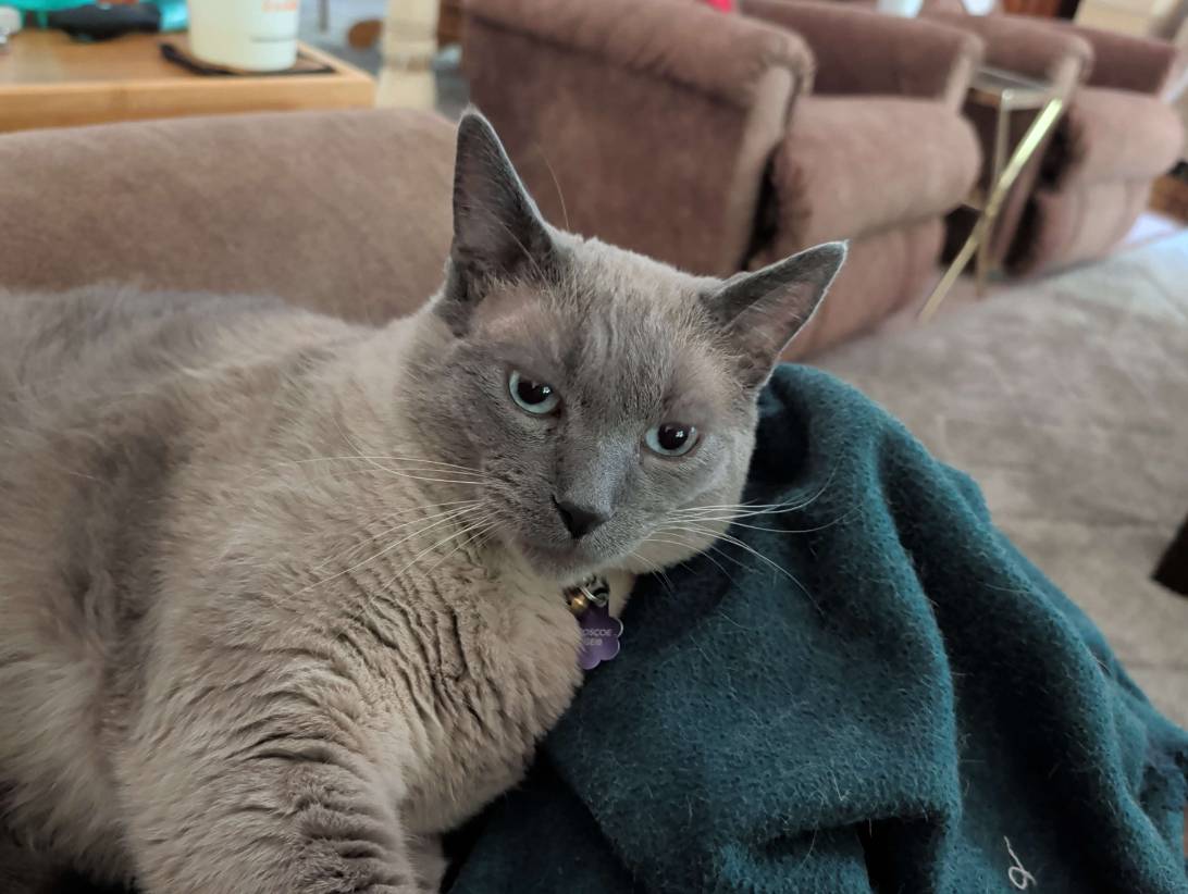 BoscoeBearcat, a cat found on Chonk Finder