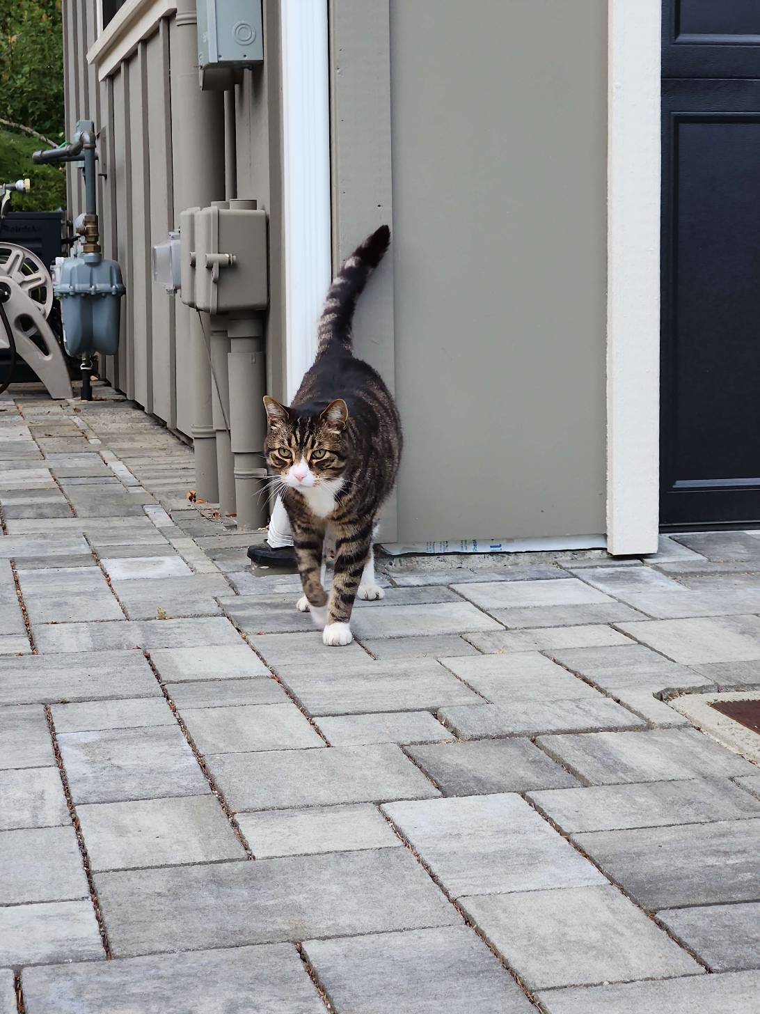 Diego, a cat found on Chonk Finder