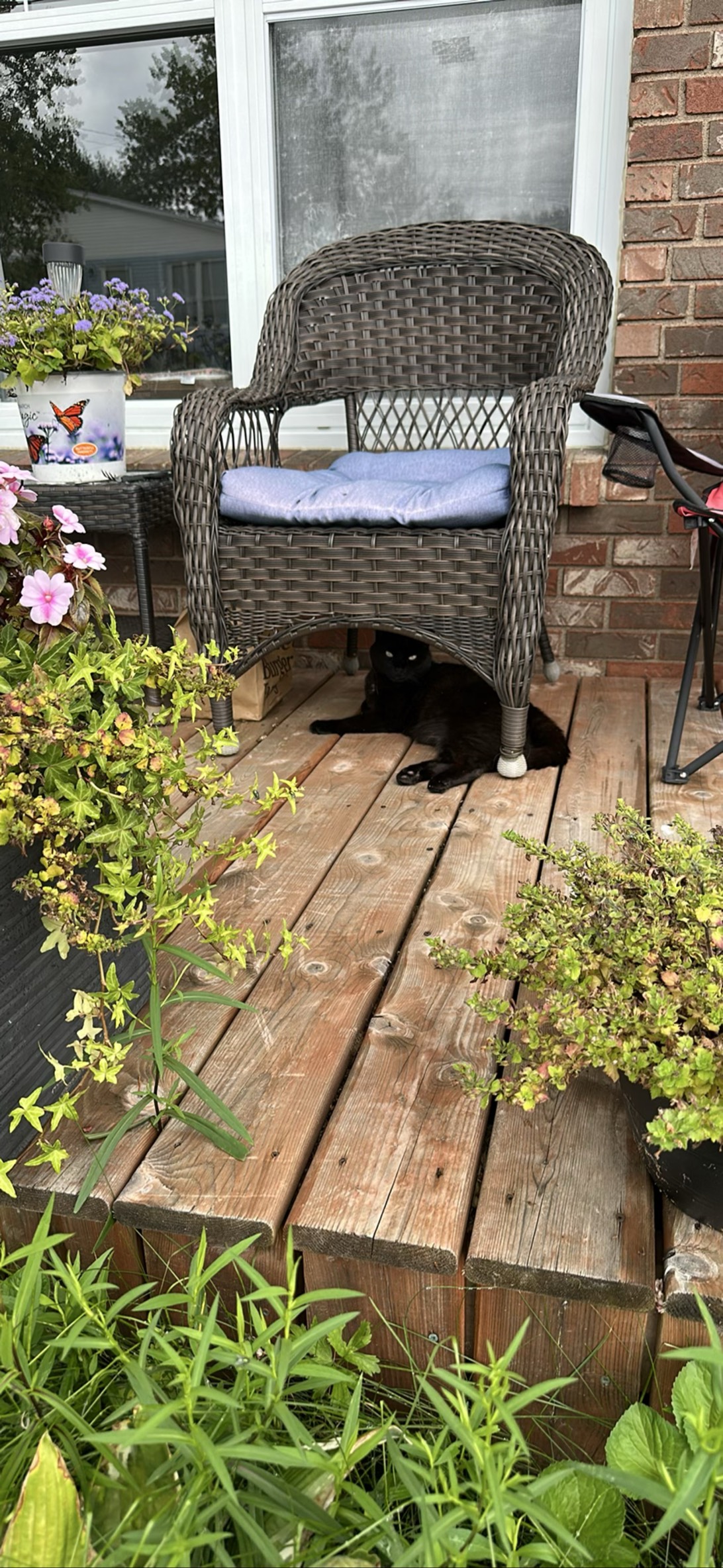 Reginald, a cat found on Chonk Finder