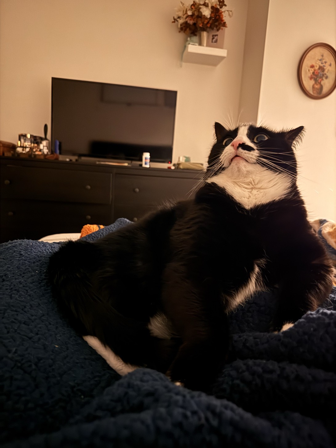 Tailor, a cat found on Chonk Finder