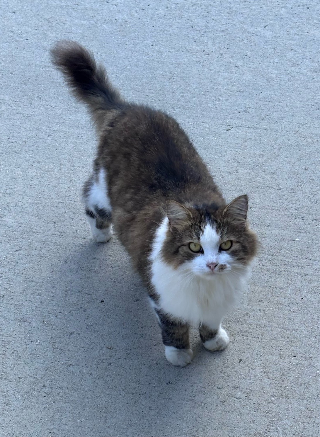 Duchess, a cat found on Chonk Finder