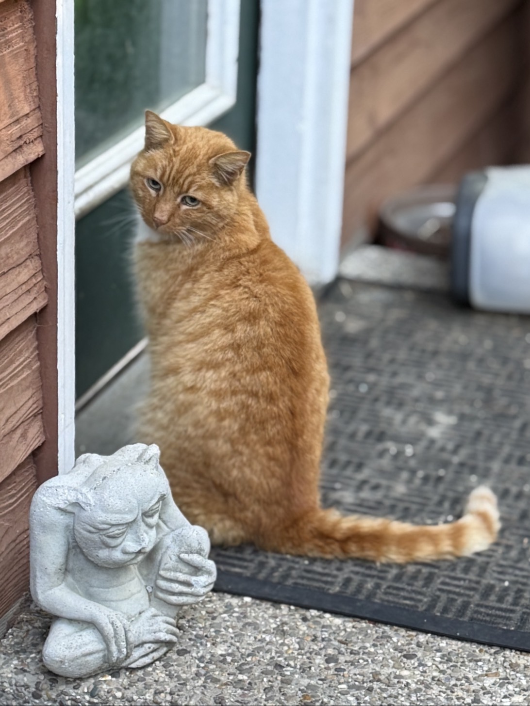Butters, a cat found on Chonk Finder