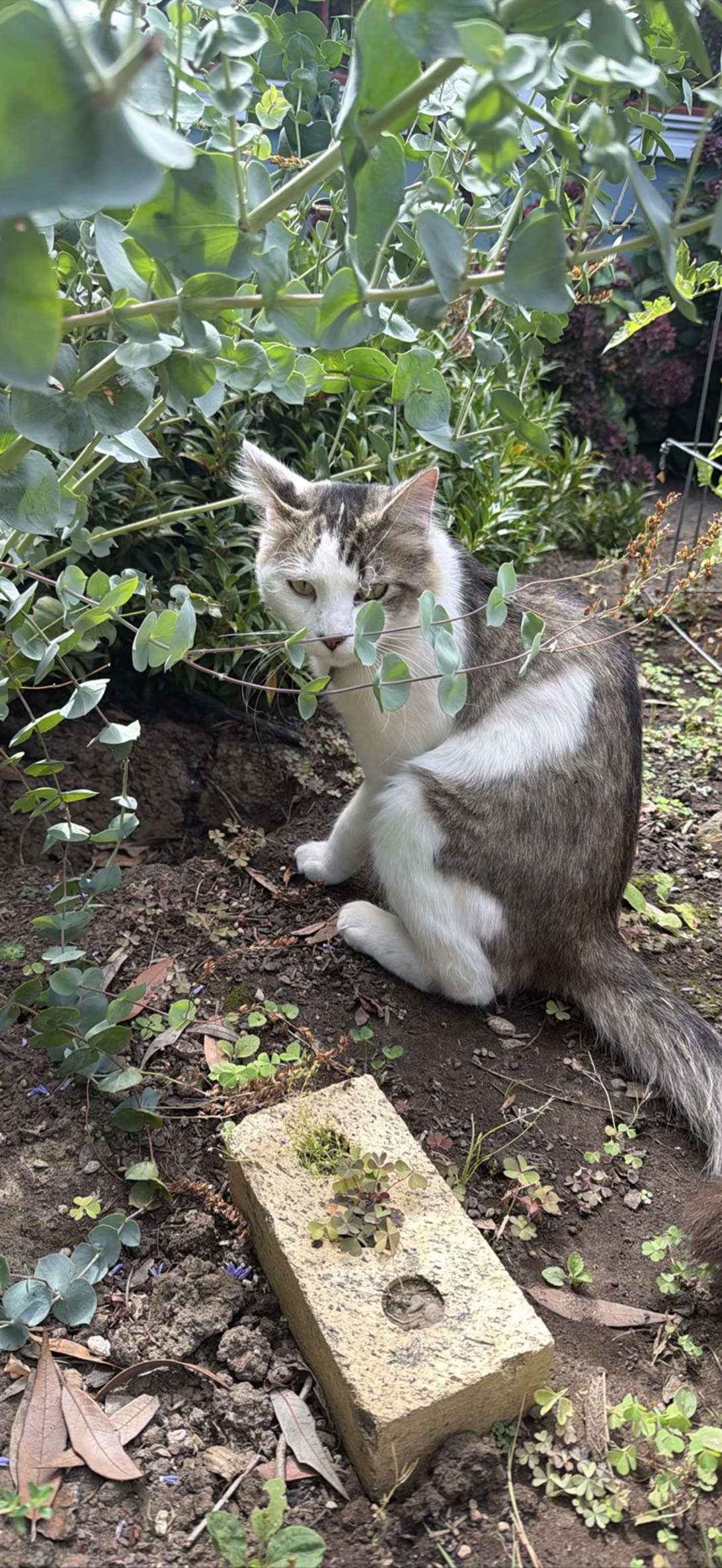 Frankly, a cat found on Chonk Finder