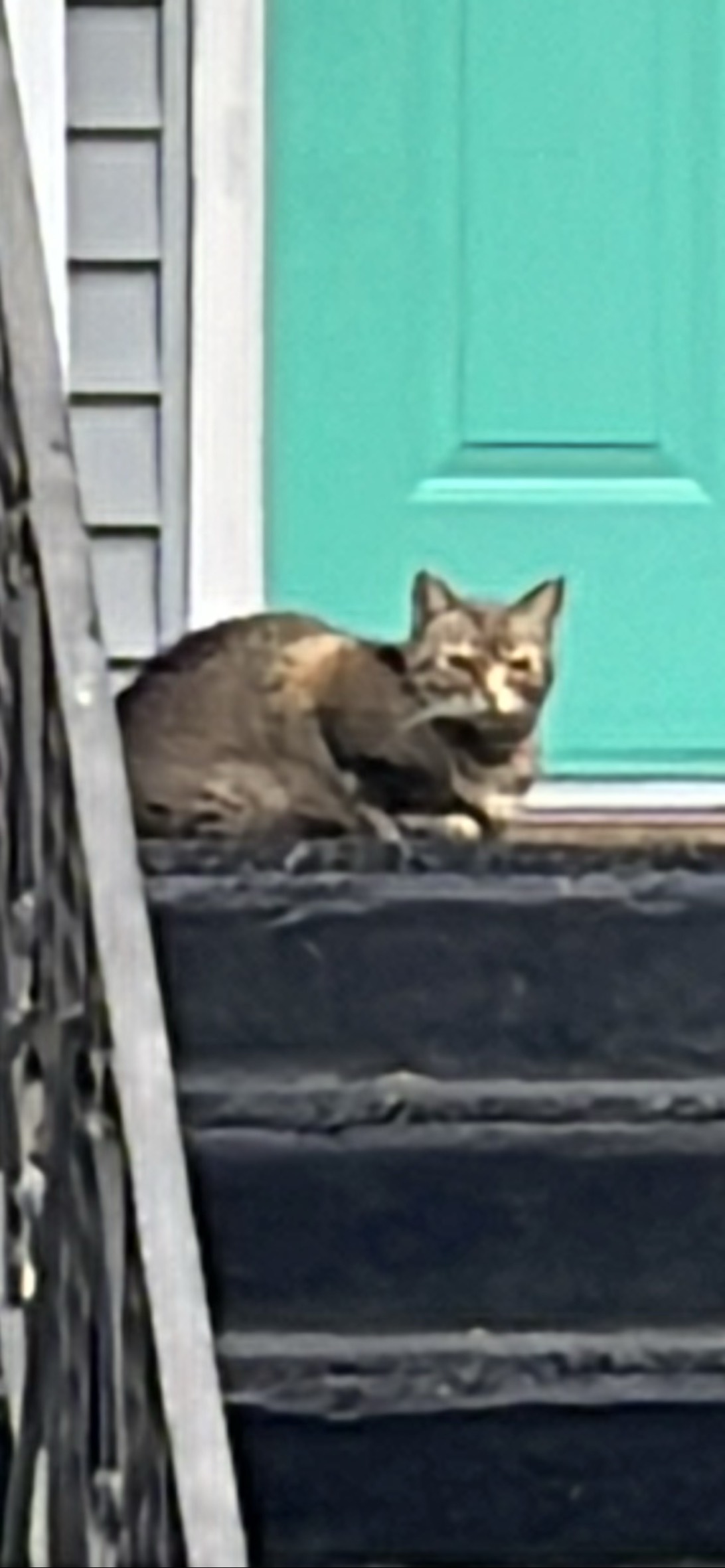 Dolores, a cat found on Chonk Finder