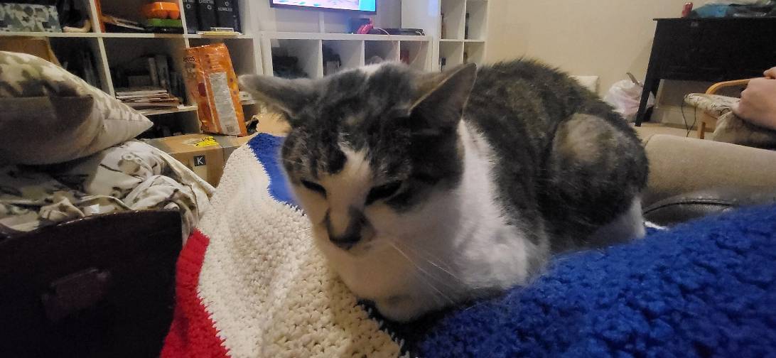 Bruce, a cat found on Chonk Finder