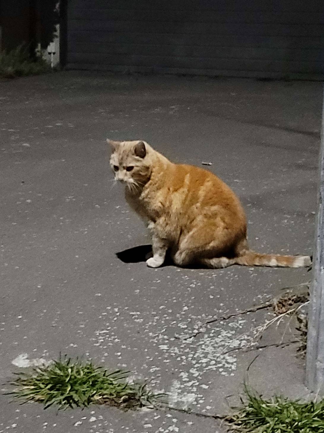 Brutus, a cat found on Chonk Finder