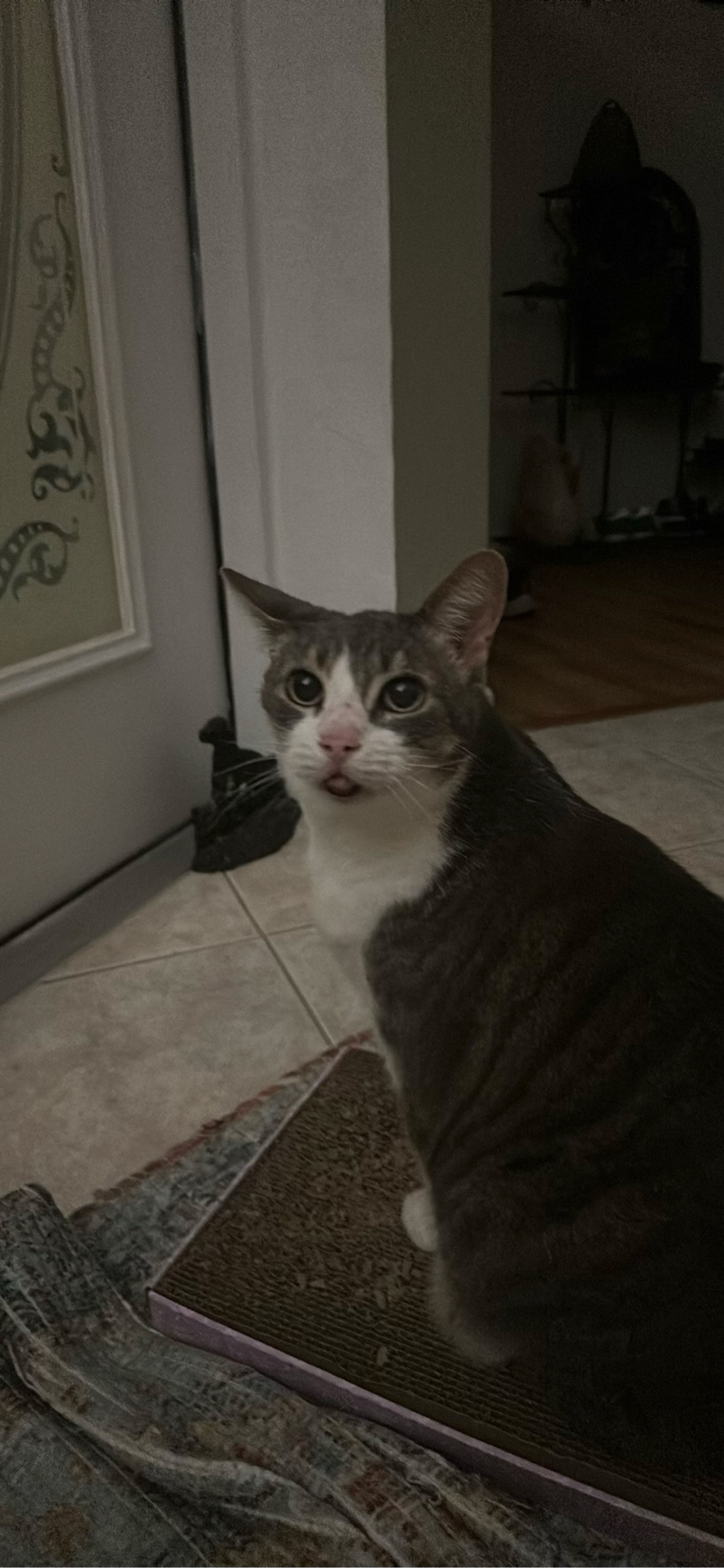 Charlie, a cat found on Chonk Finder