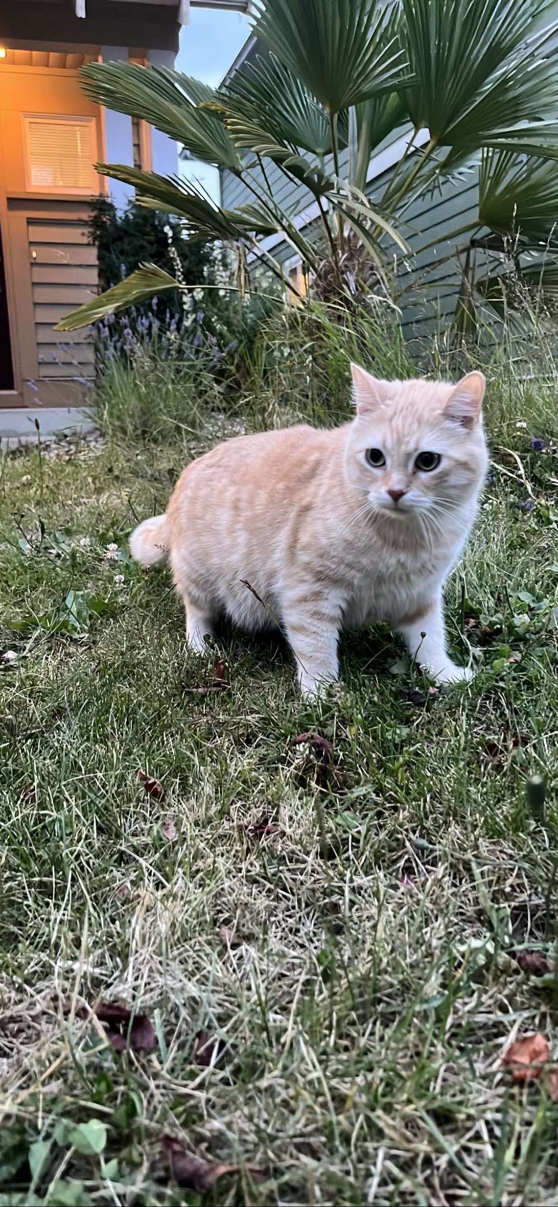 Leo, a cat found on Chonk Finder