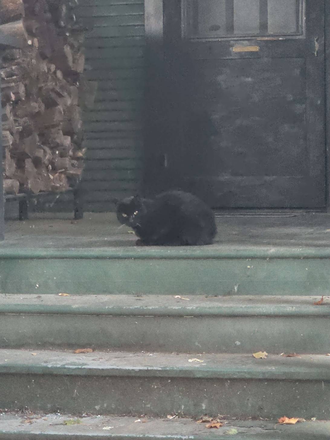 Cinder, a cat found on Chonk Finder