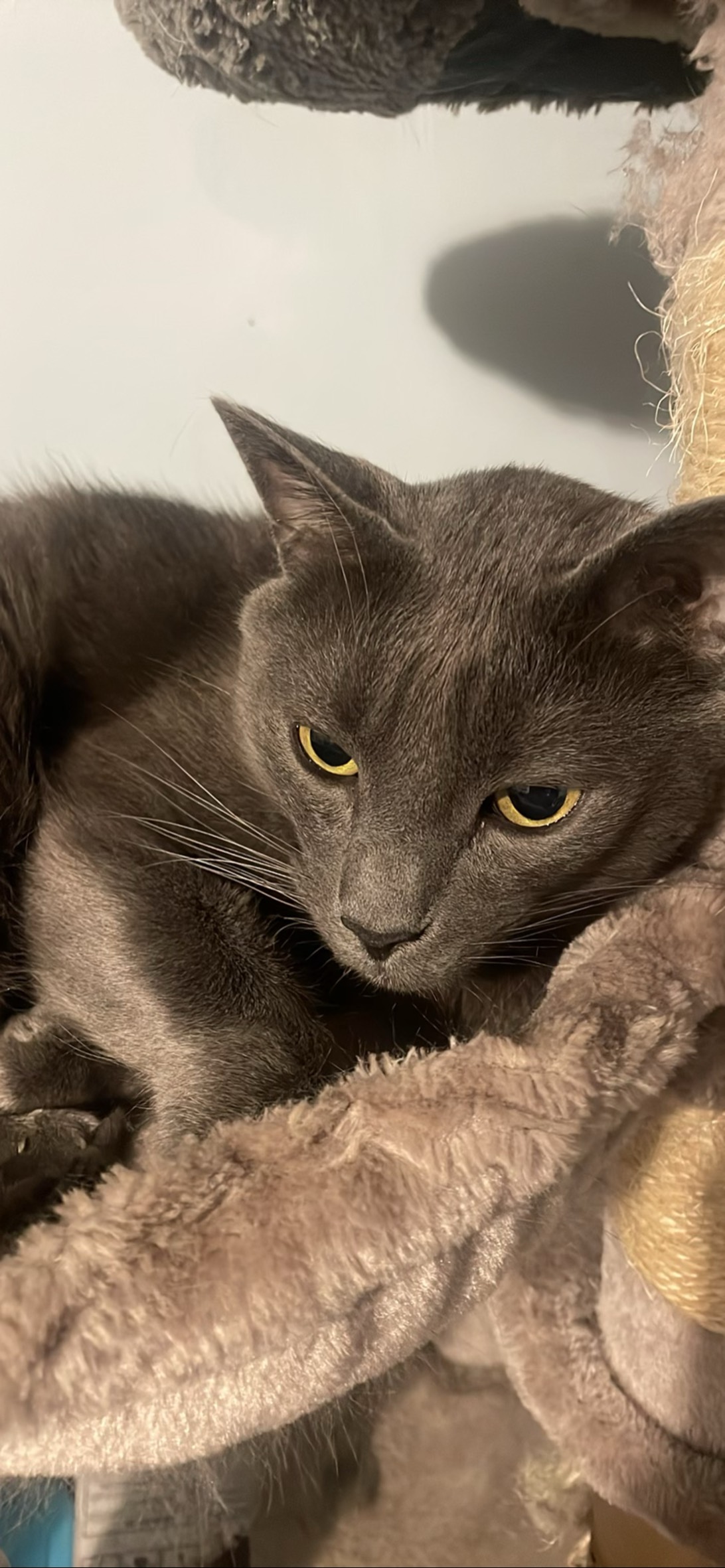 Mores, a cat found on Chonk Finder