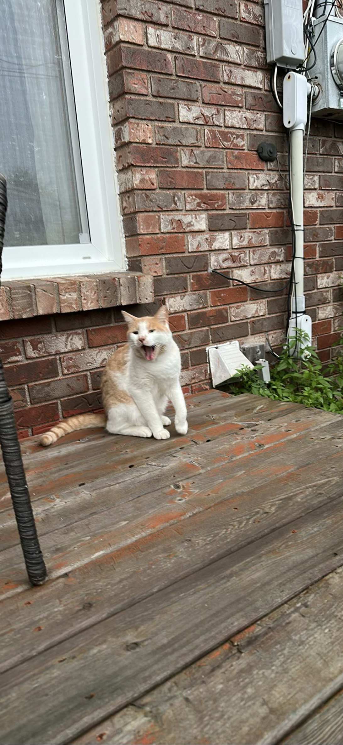 Buffy, a cat found on Chonk Finder