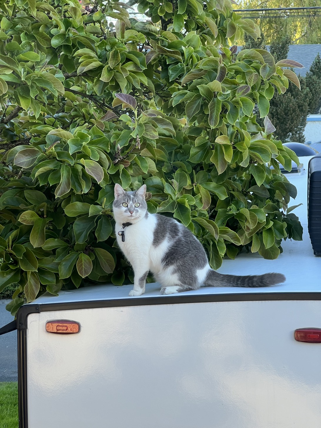 Bruce, a cat found on Chonk Finder