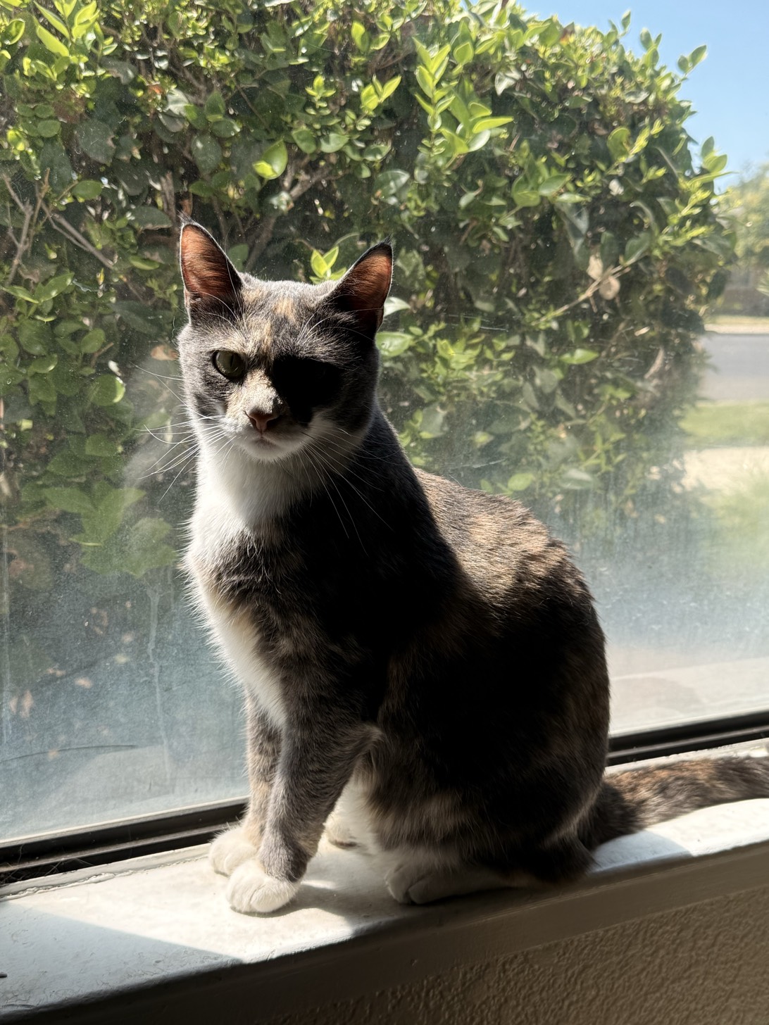 Gravy, a cat found on Chonk Finder