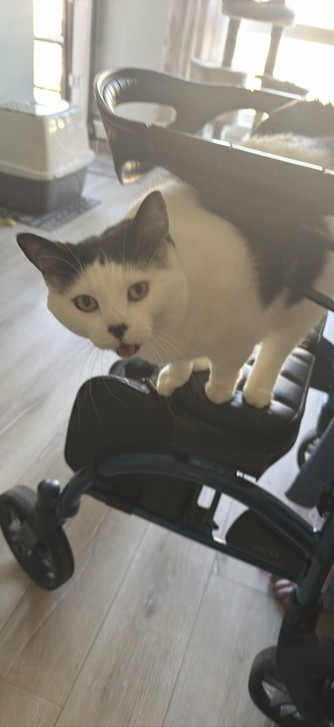 Robyn, a cat found on Chonk Finder