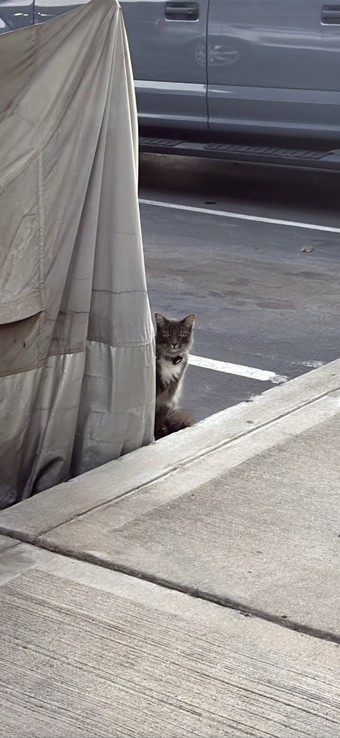 Frankie, a cat found on Chonk Finder
