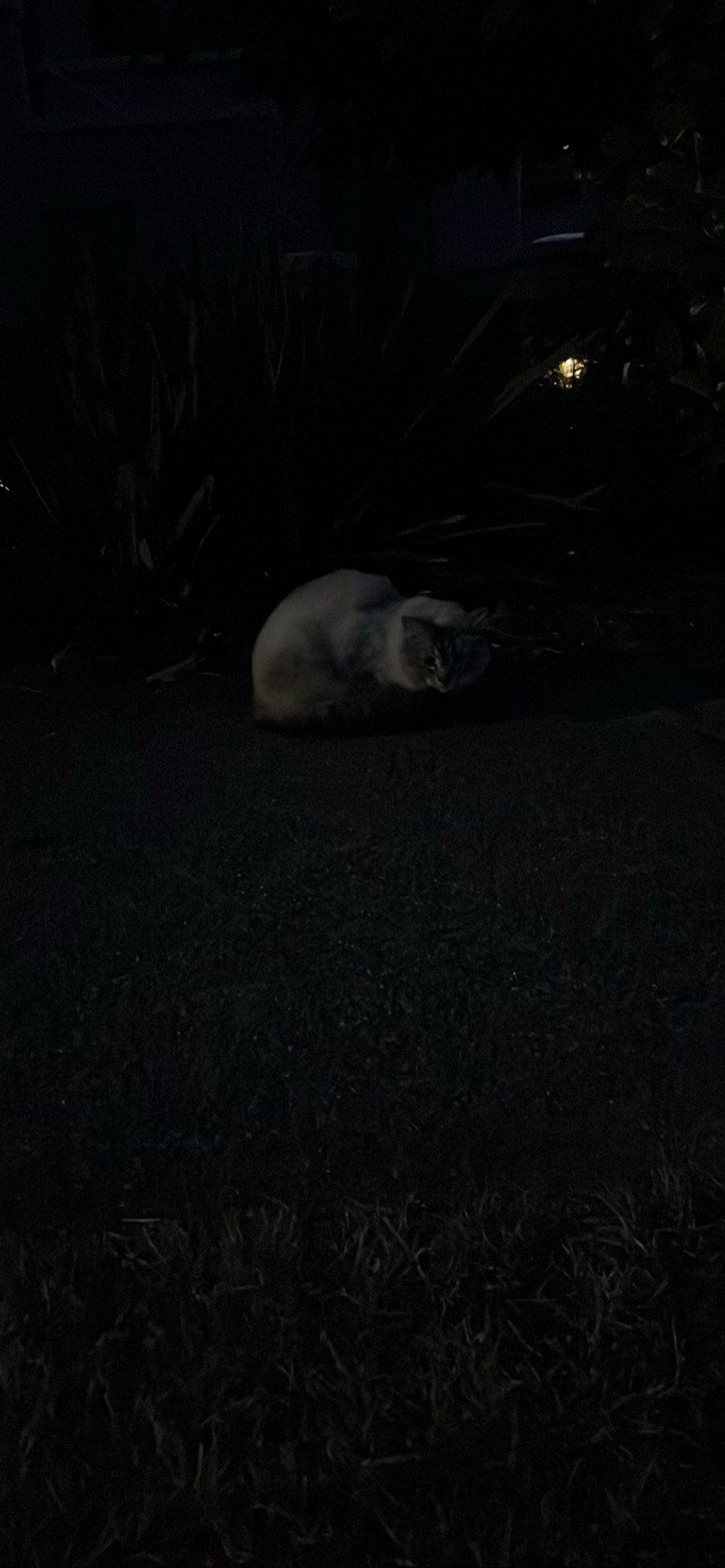 Softie, a cat found on Chonk Finder