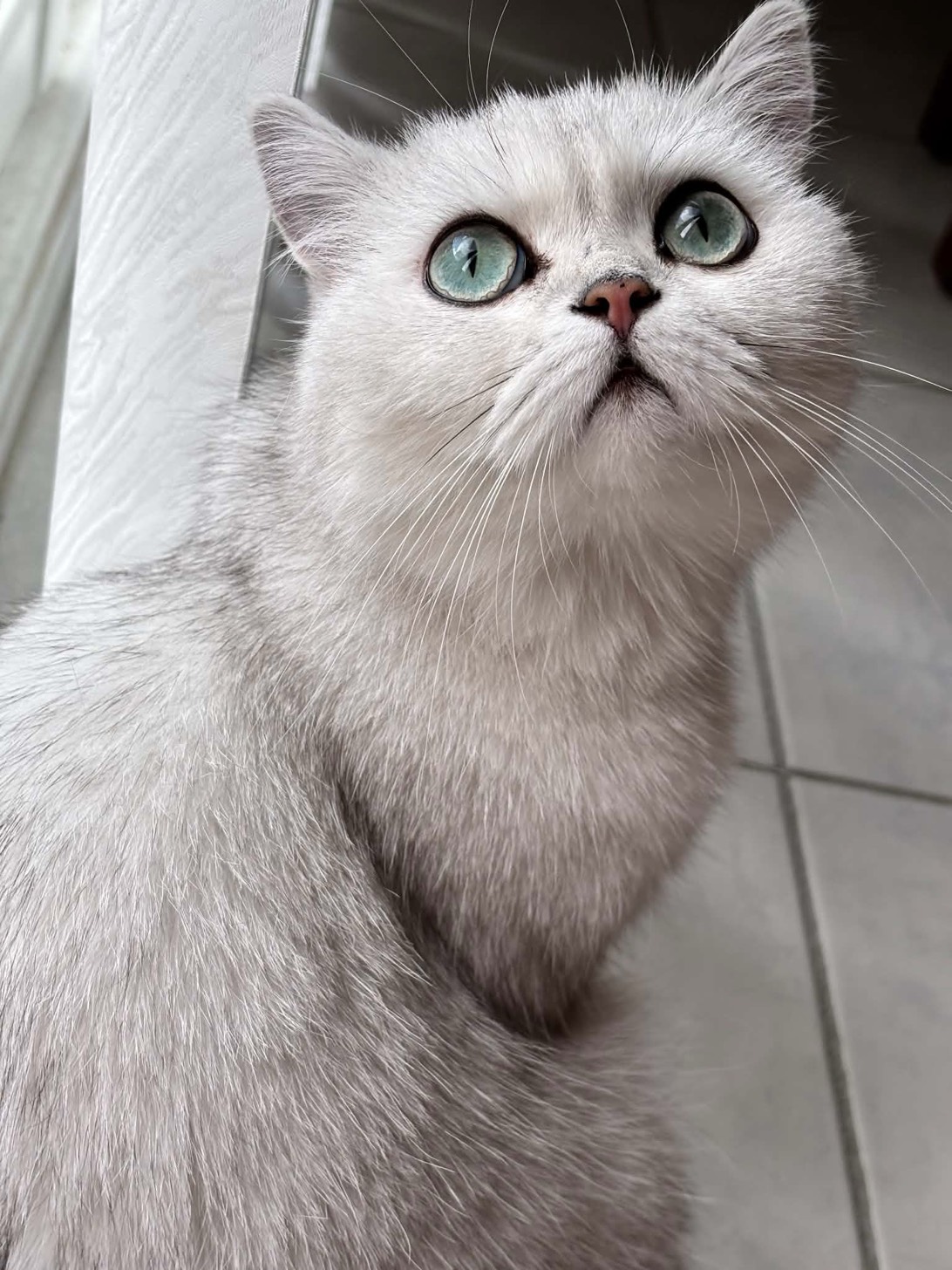 Luna, a cat found on Chonk Finder