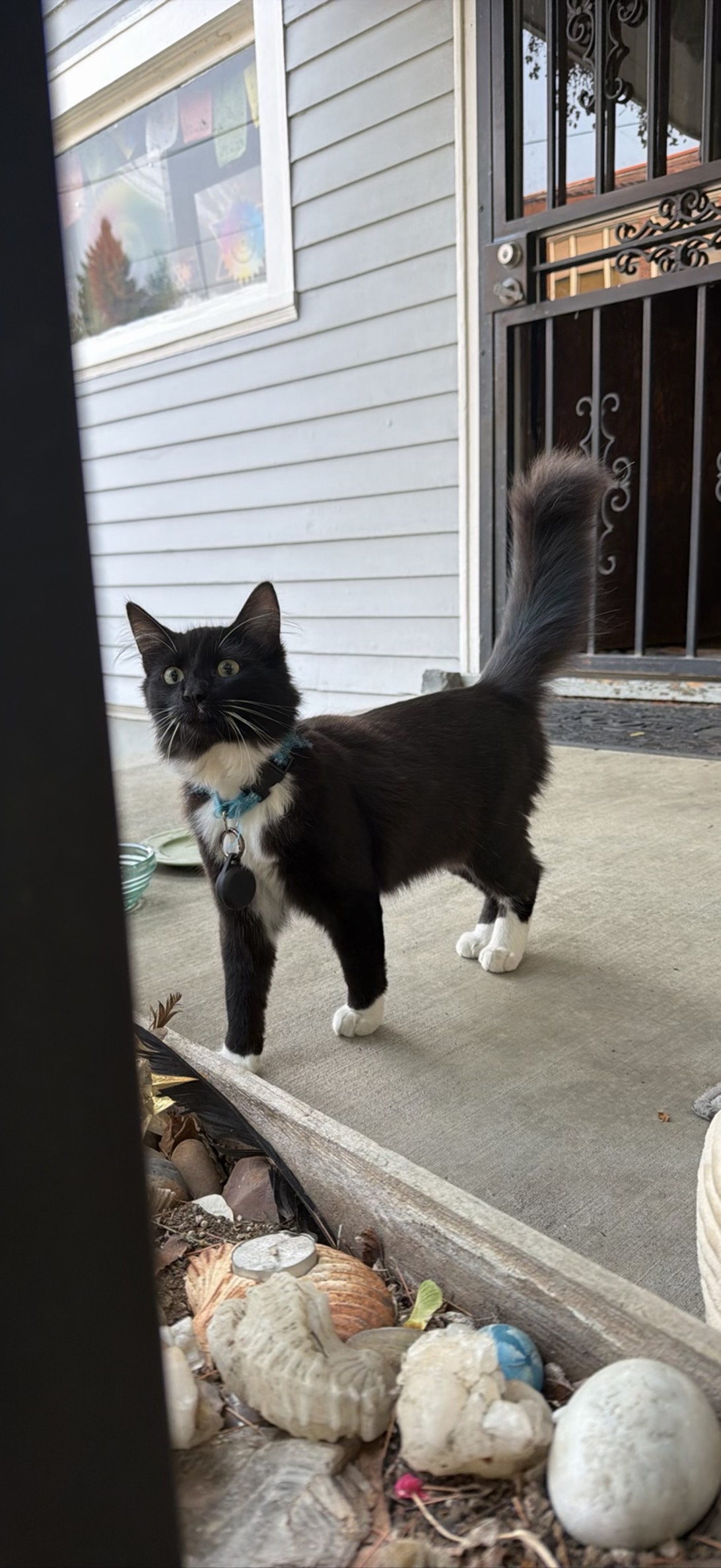 Tuxedo Jones, a cat found on Chonk Finder