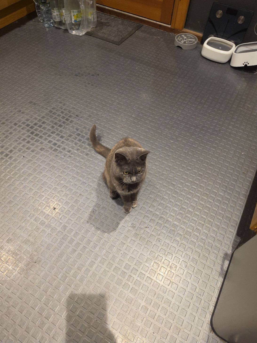 Pepper, a cat found on Chonk Finder