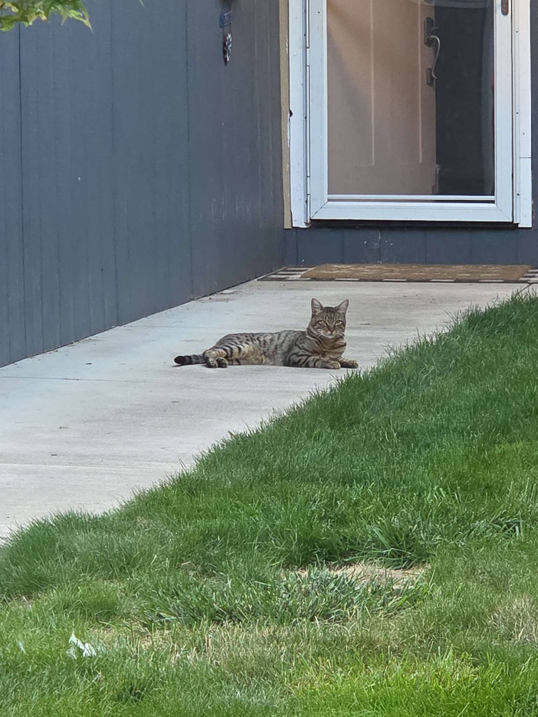 Pretzel, a cat found on Chonk Finder