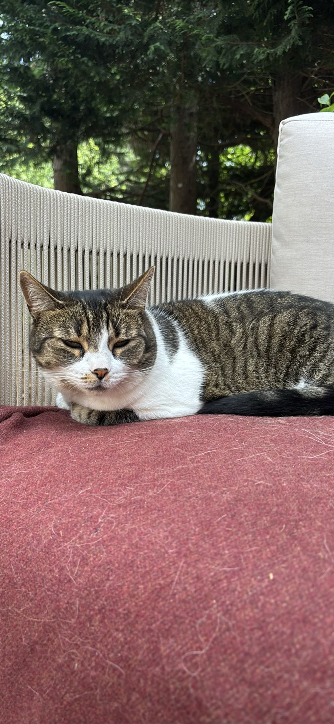 Brandy, a cat found on Chonk Finder