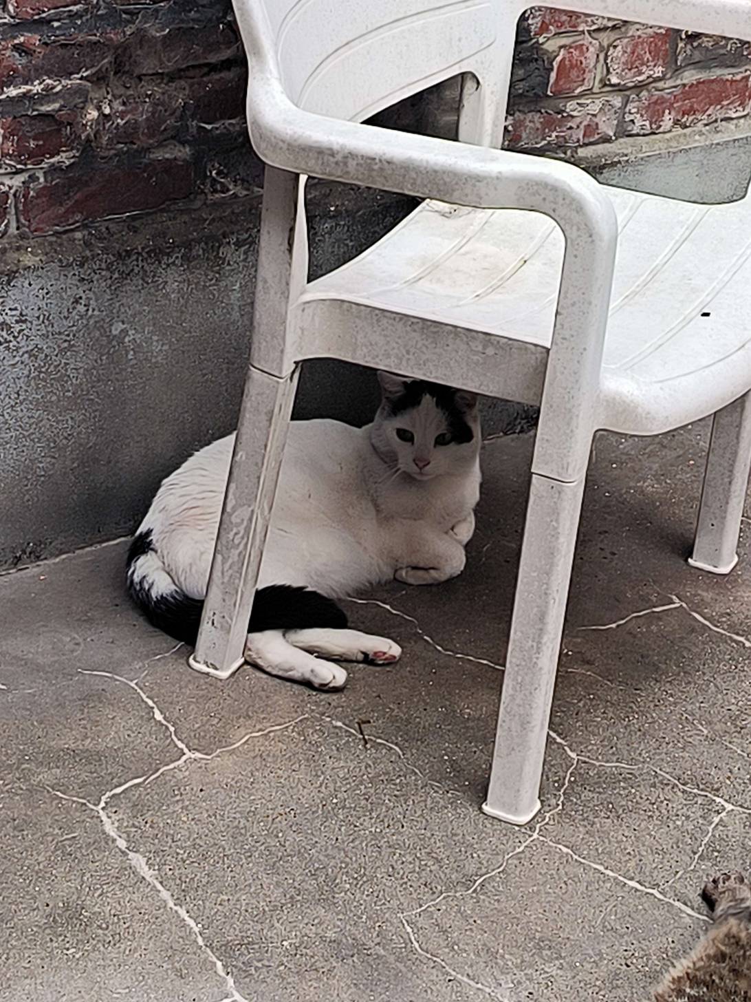 Olaf, a cat found on Chonk Finder