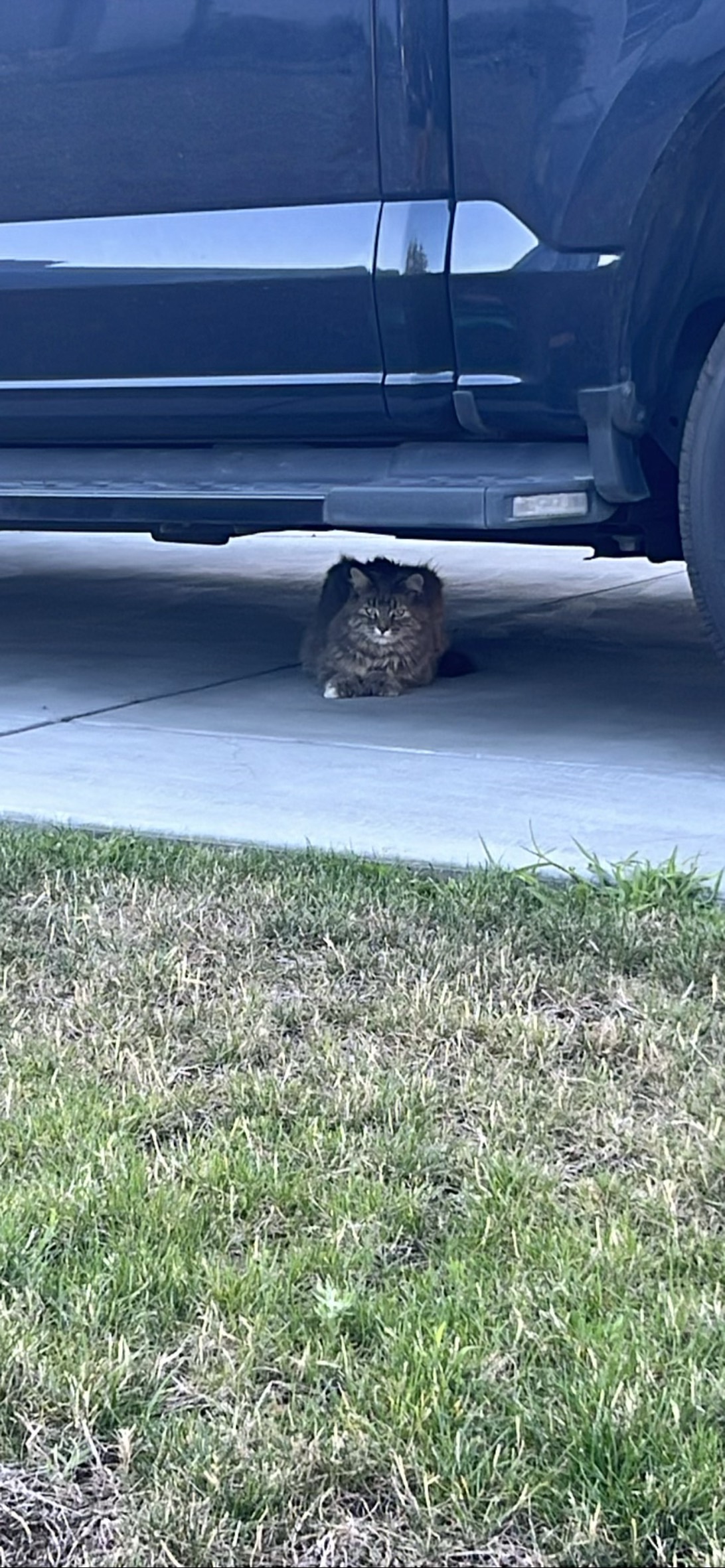Truck, a cat found on Chonk Finder