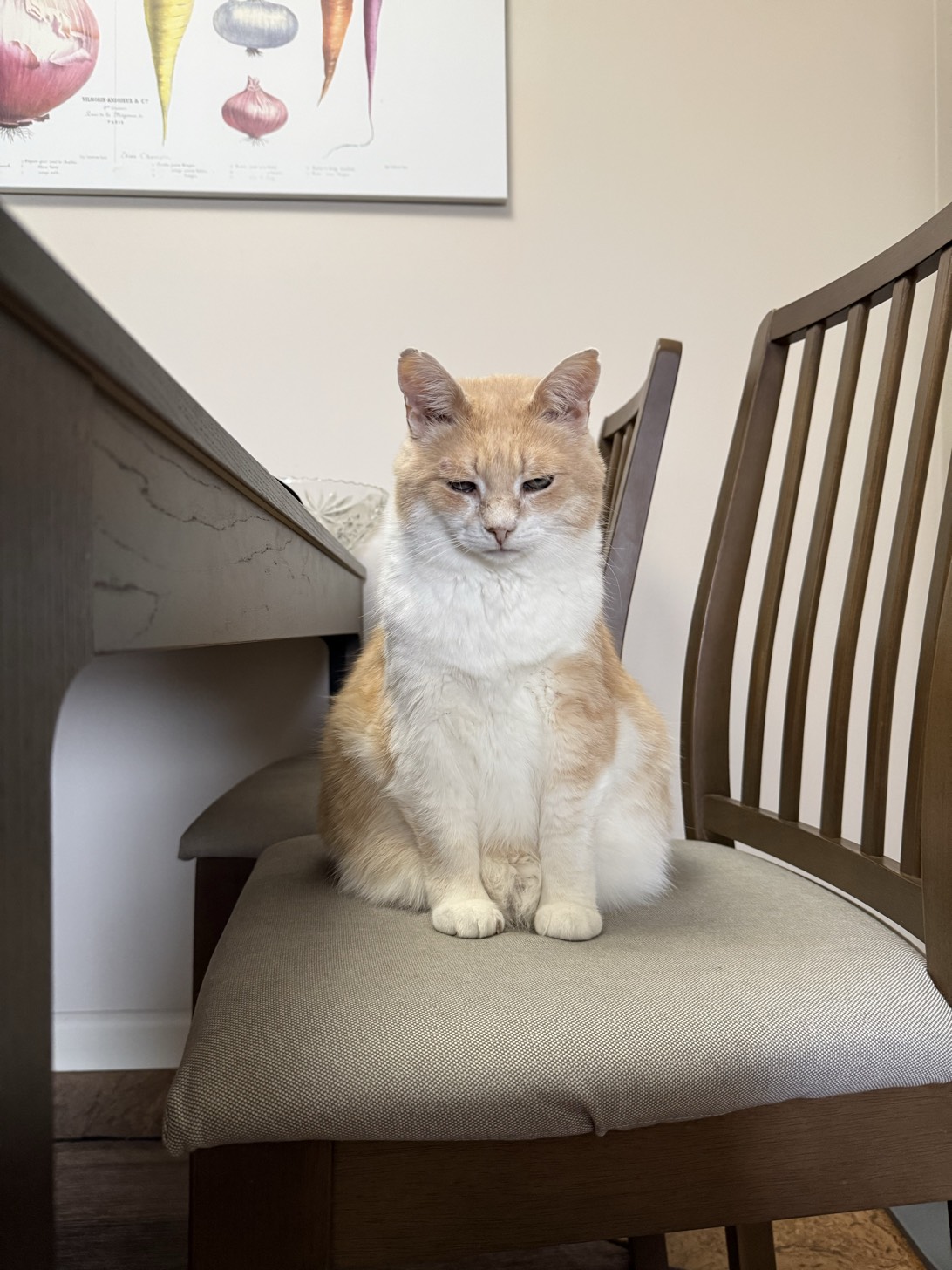 Mr. Bingley, a cat found on Chonk Finder