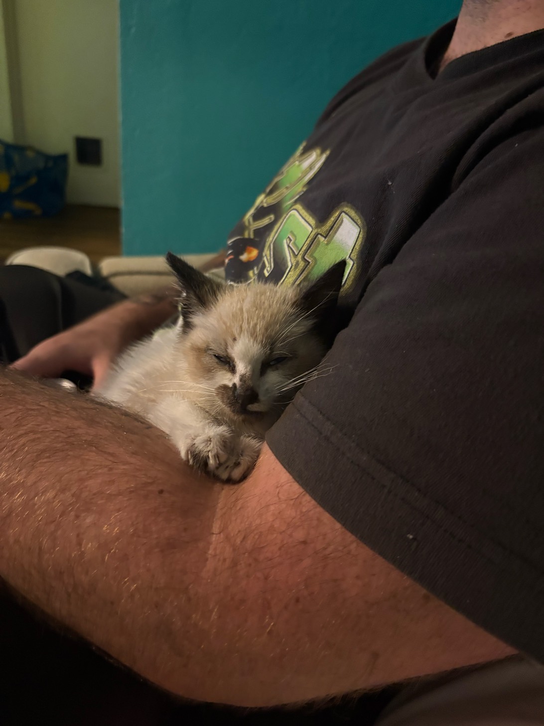 Chonka Chu (Opal), a cat found on Chonk Finder