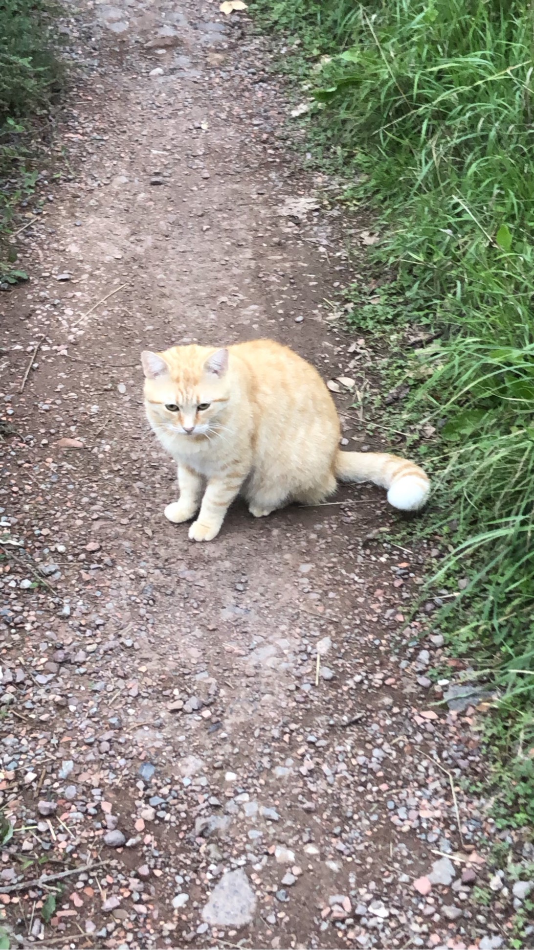 Bertrand, a cat found on Chonk Finder