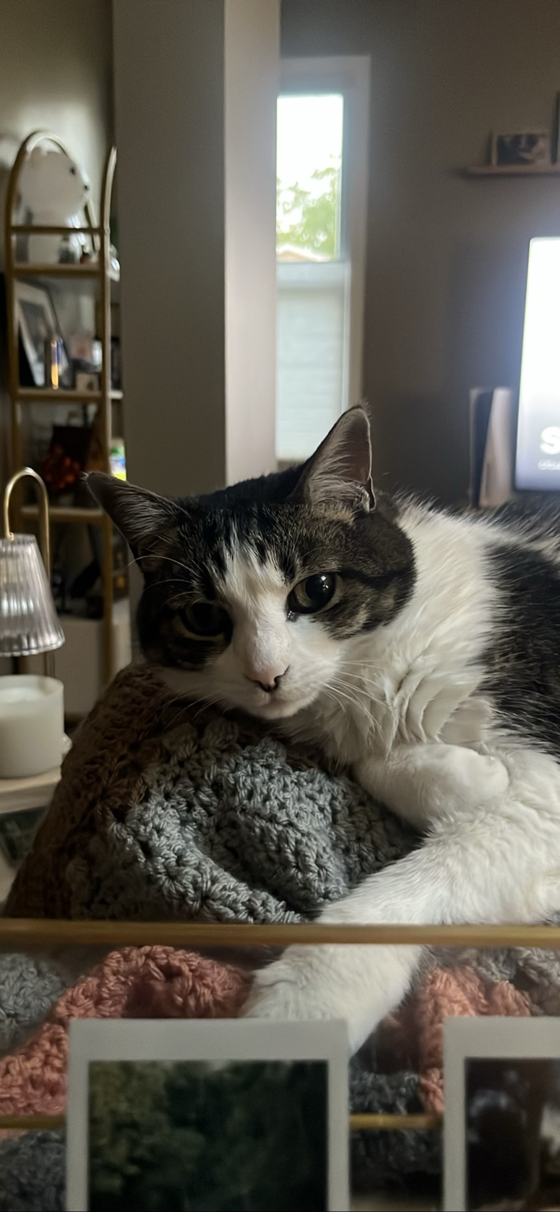 Phoebe, a cat found on Chonk Finder