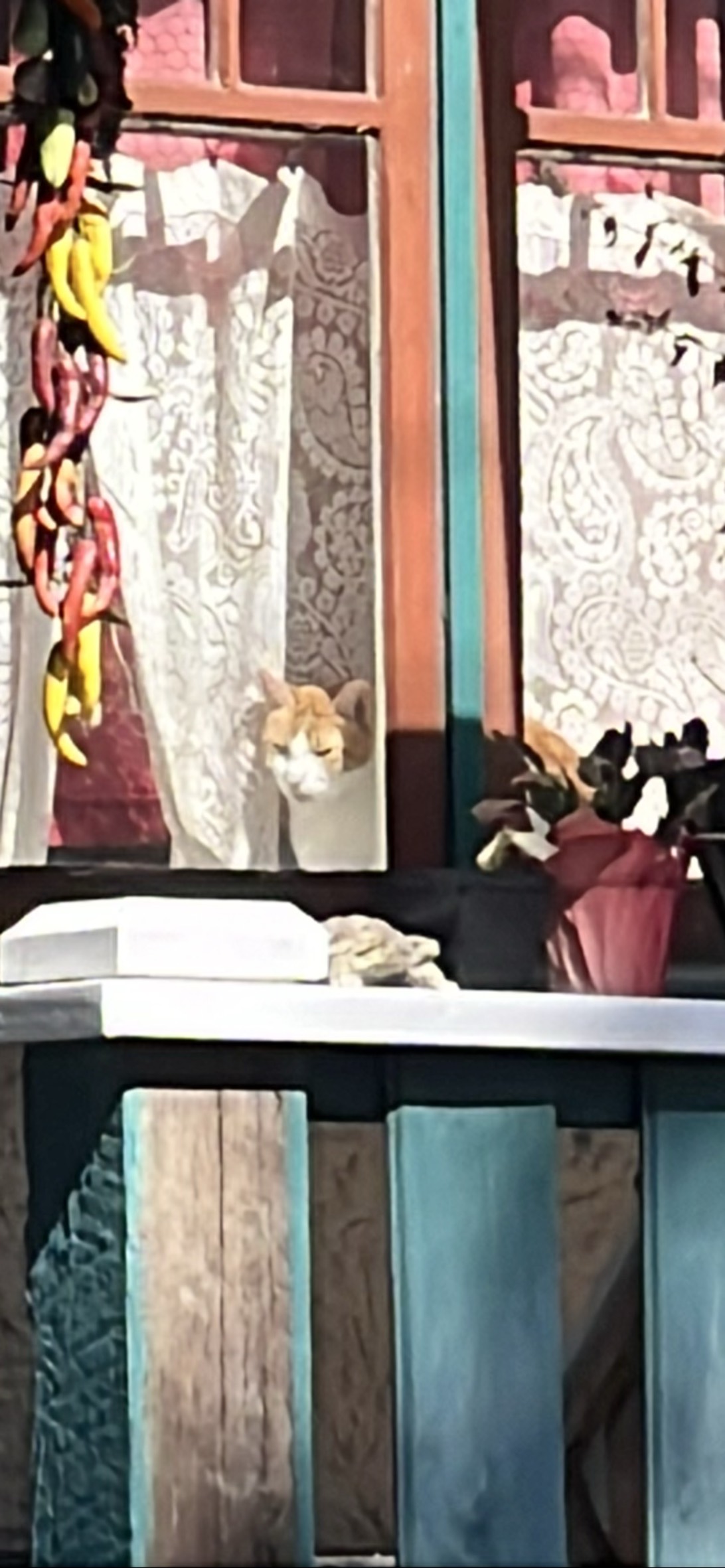 Slow blink, a cat found on Chonk Finder