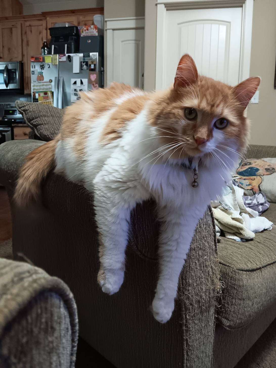 Chuck, a cat found on Chonk Finder