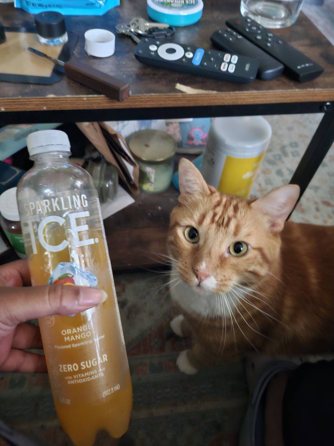 Chedda, a cat found on Chonk Finder