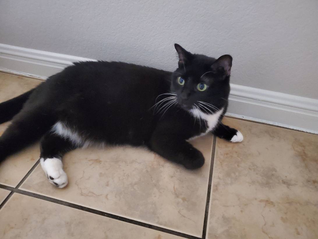 Cookie, a cat found on Chonk Finder