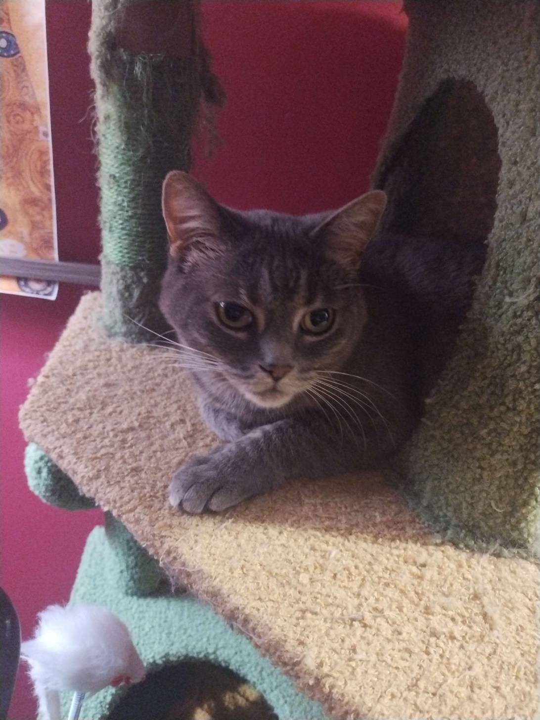 Vickie, a cat found on Chonk Finder