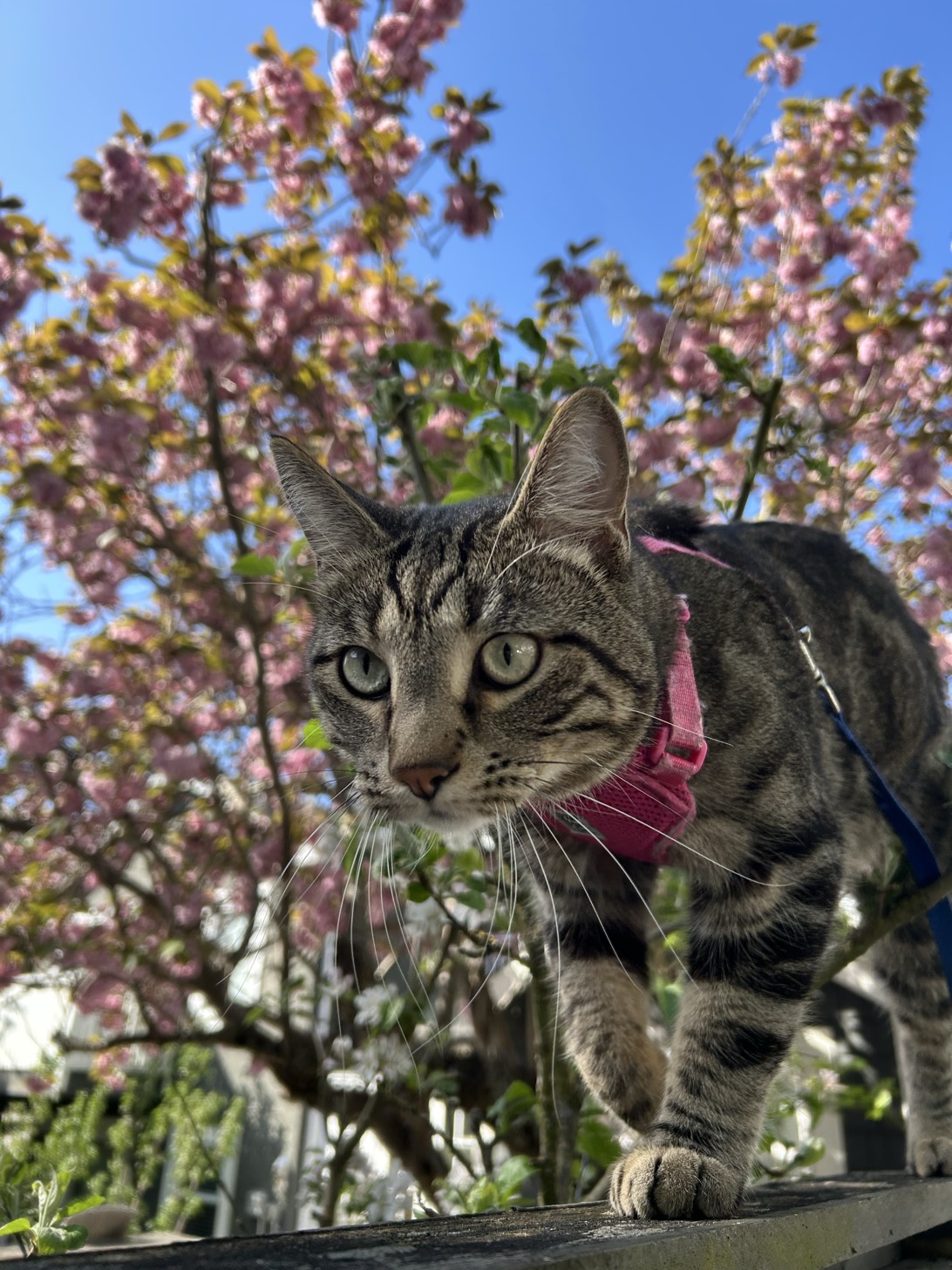 Tombo, a cat found on Chonk Finder
