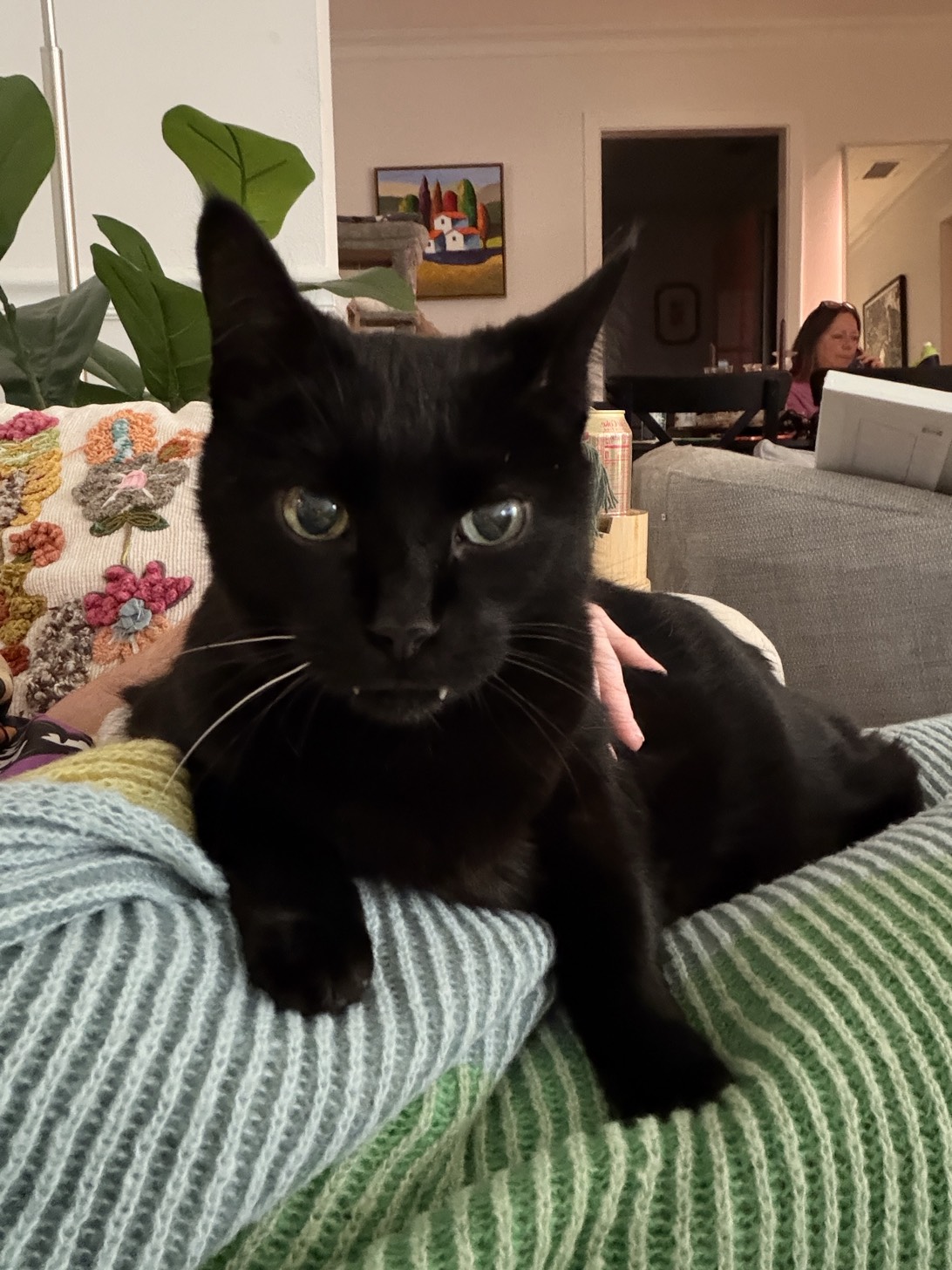 Nani, a cat found on Chonk Finder