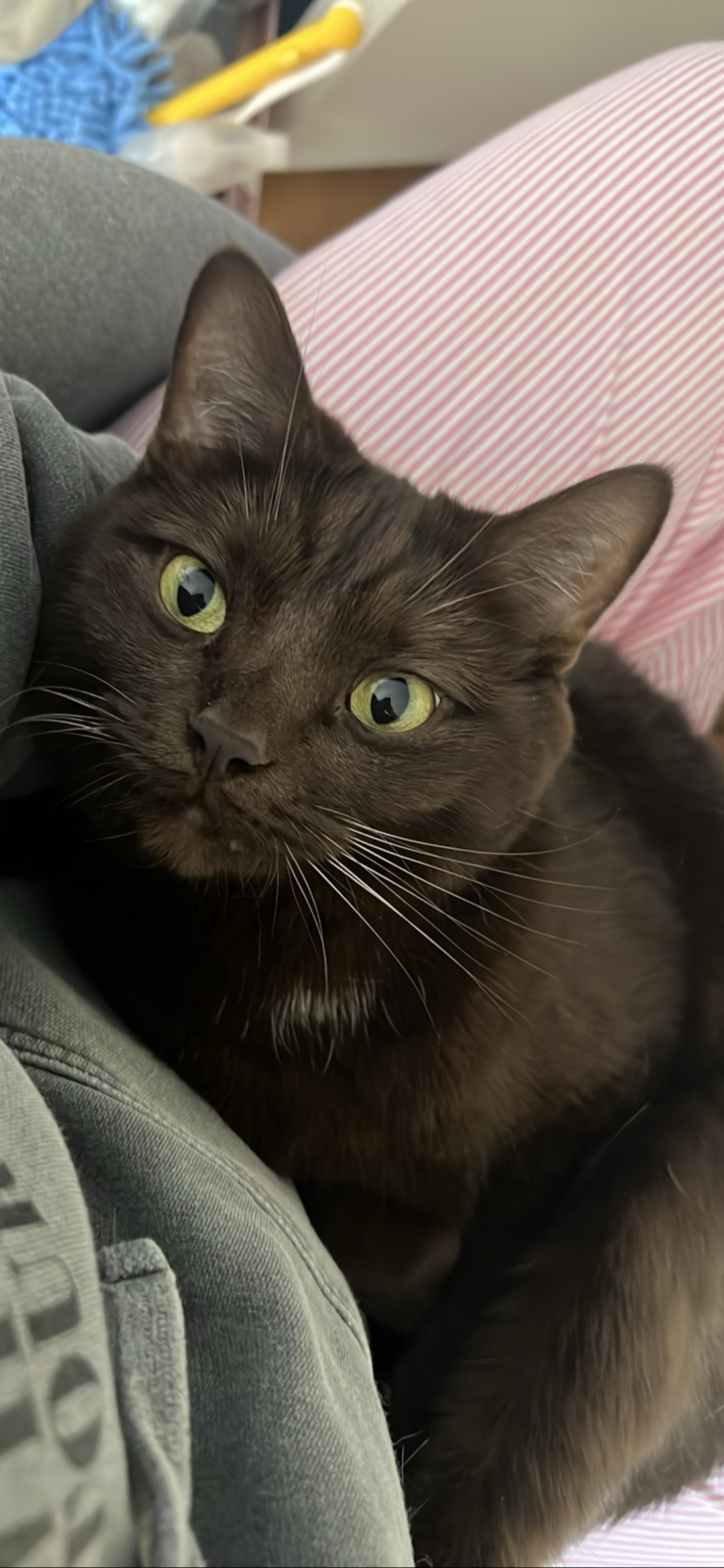 Anton, a cat found on Chonk Finder