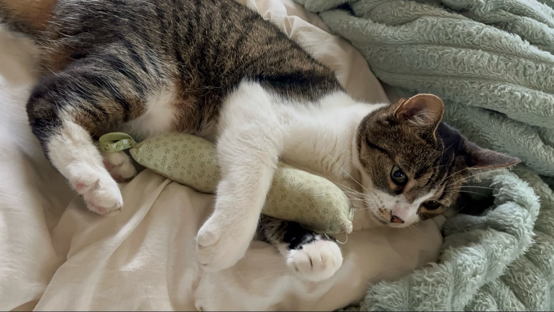 Brandy, a cat found on Chonk Finder