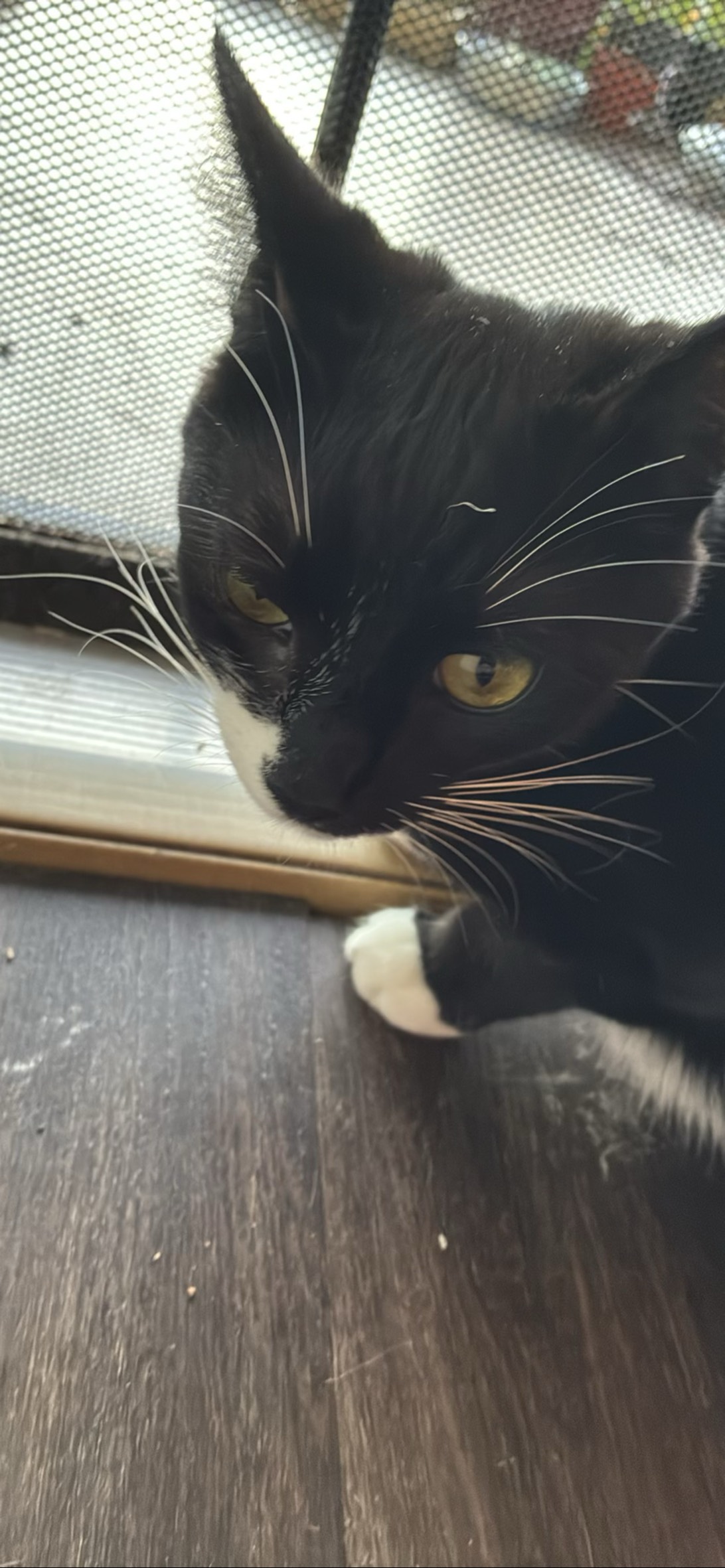 George, a cat found on Chonk Finder