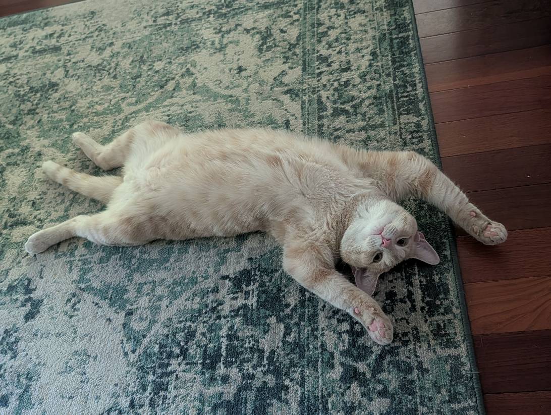 Bob, a cat found on Chonk Finder