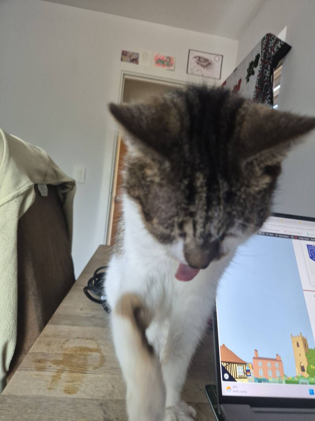 Tia, a cat found on Chonk Finder