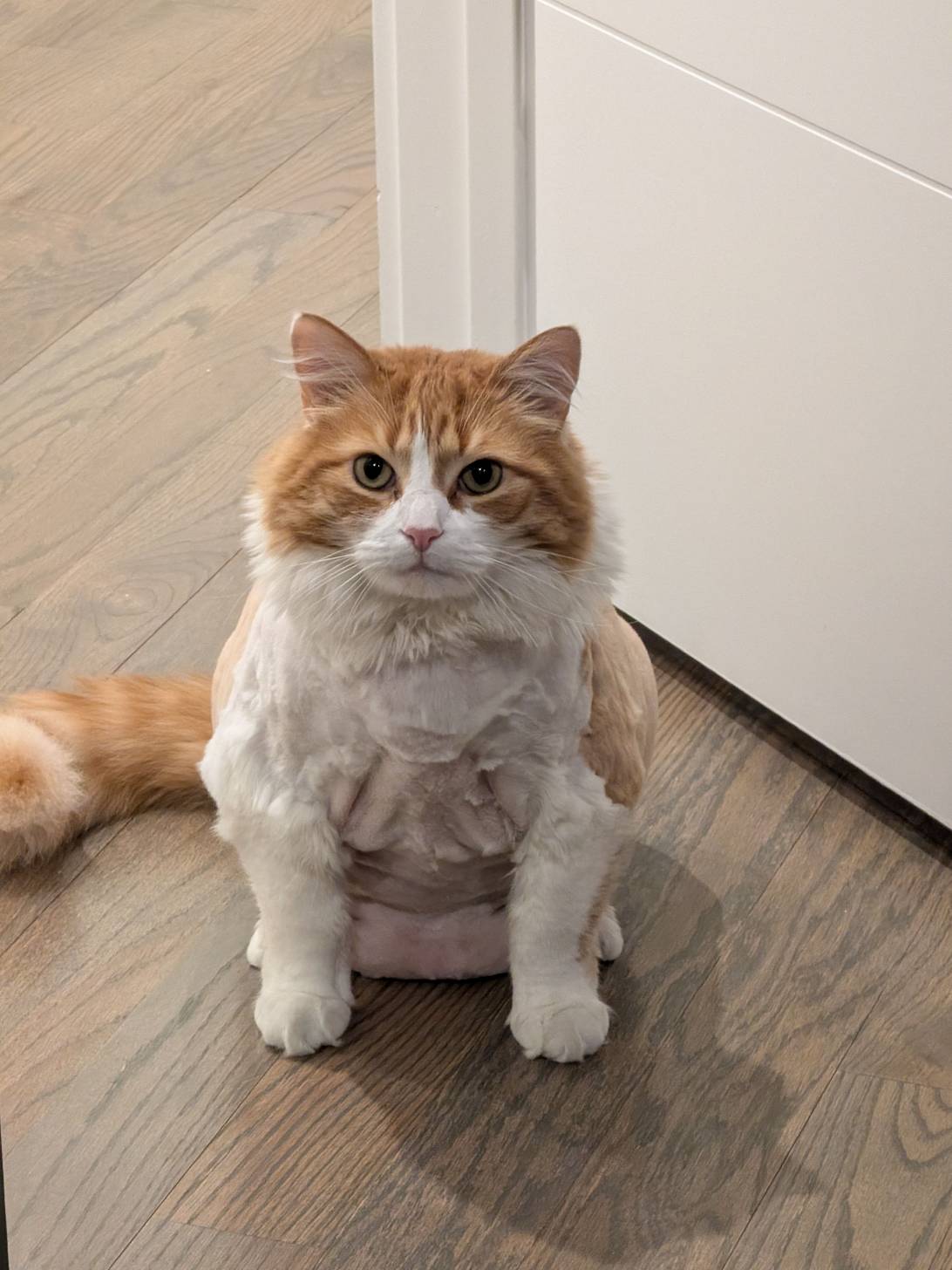 Toberson, a cat found on Chonk Finder