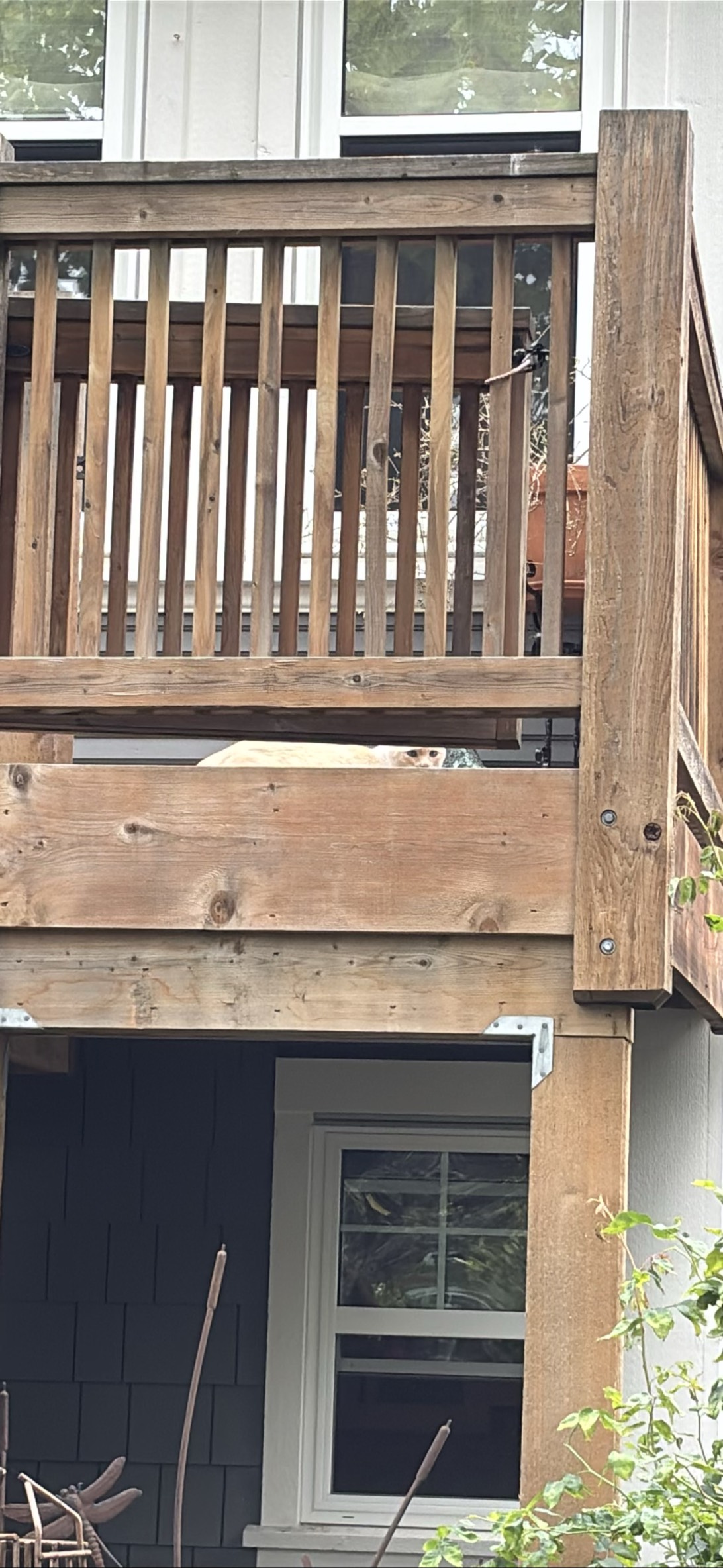 Creeper, a cat found on Chonk Finder