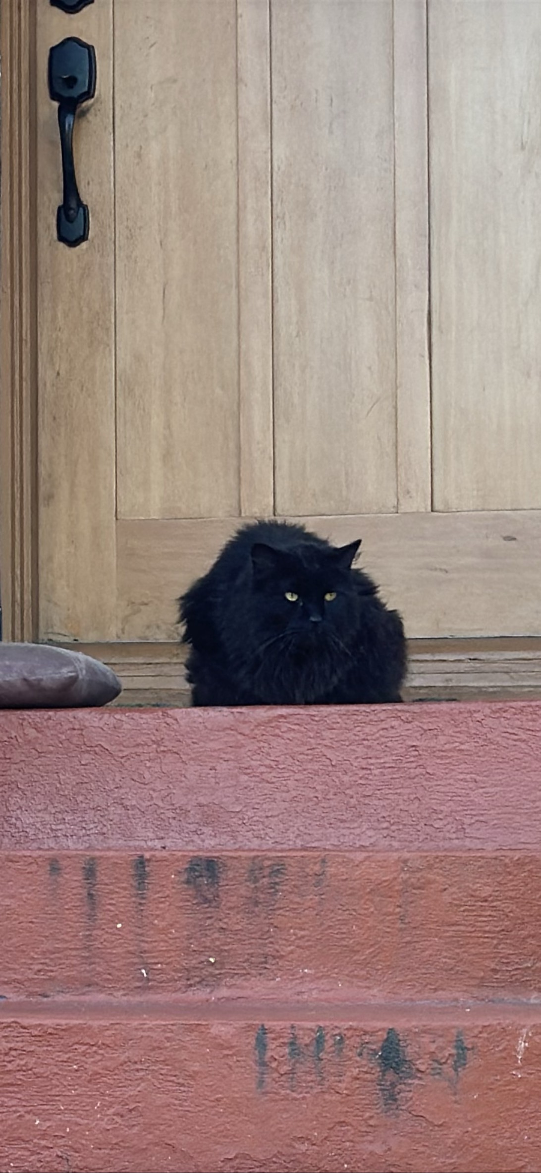 The void, a cat found on Chonk Finder