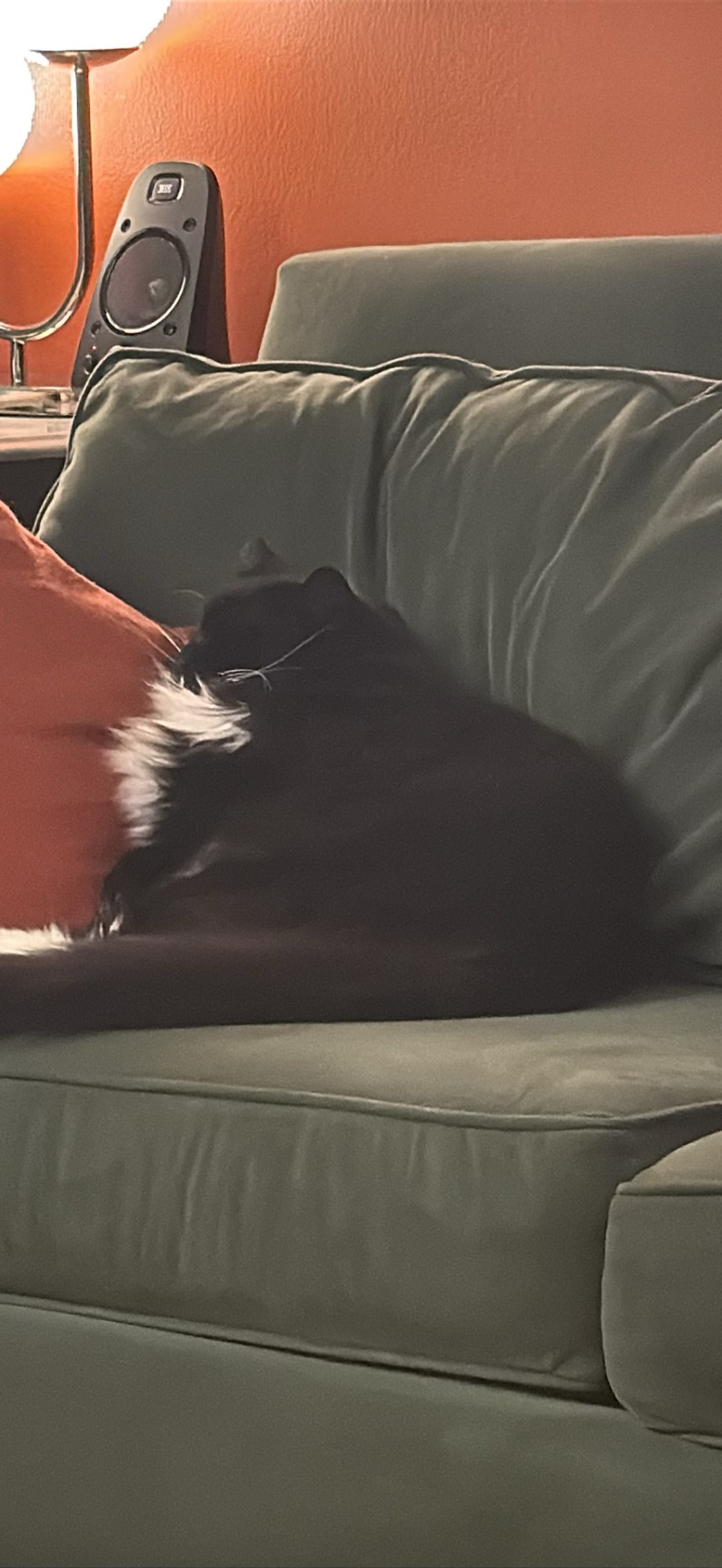 Fred, a cat found on Chonk Finder