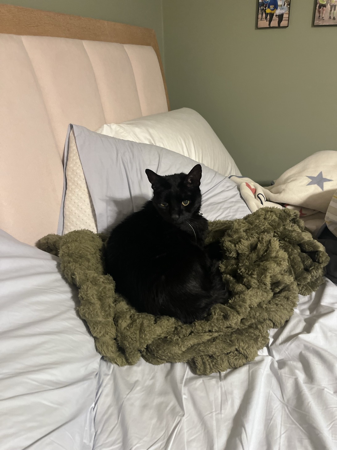 Mr. Darcy, a cat found on Chonk Finder