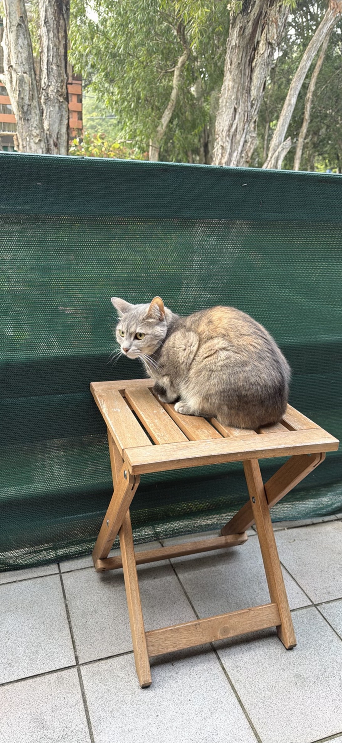 Pandora, a cat found on Chonk Finder