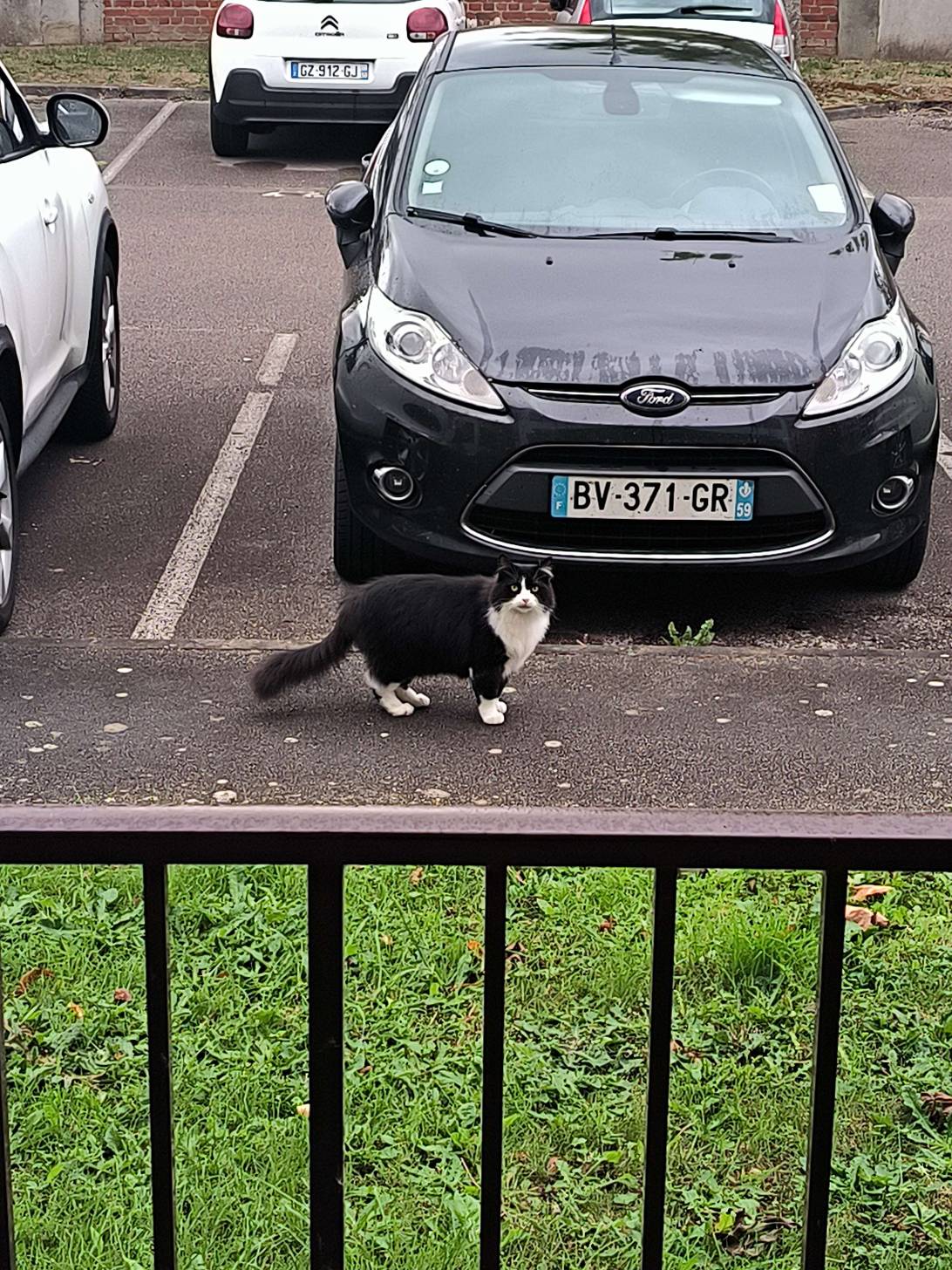 Mickey, a cat found on Chonk Finder